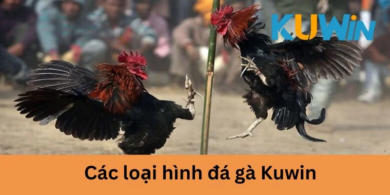 Đá gà Kuwin các loại hình cược