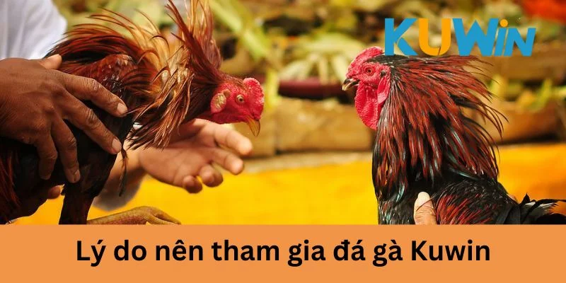 Đá gà Kuwin là nơi lý tưởng